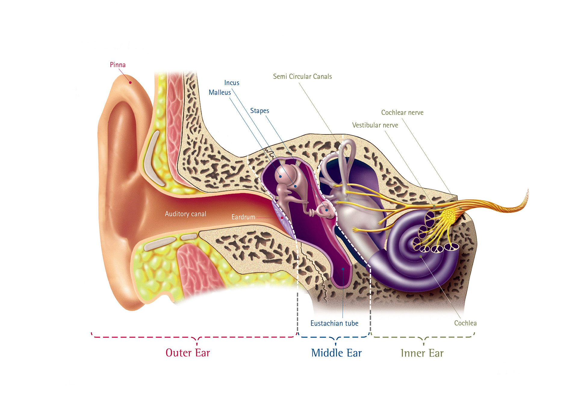 Diagram Of The Ear
